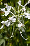 White fringed orchid